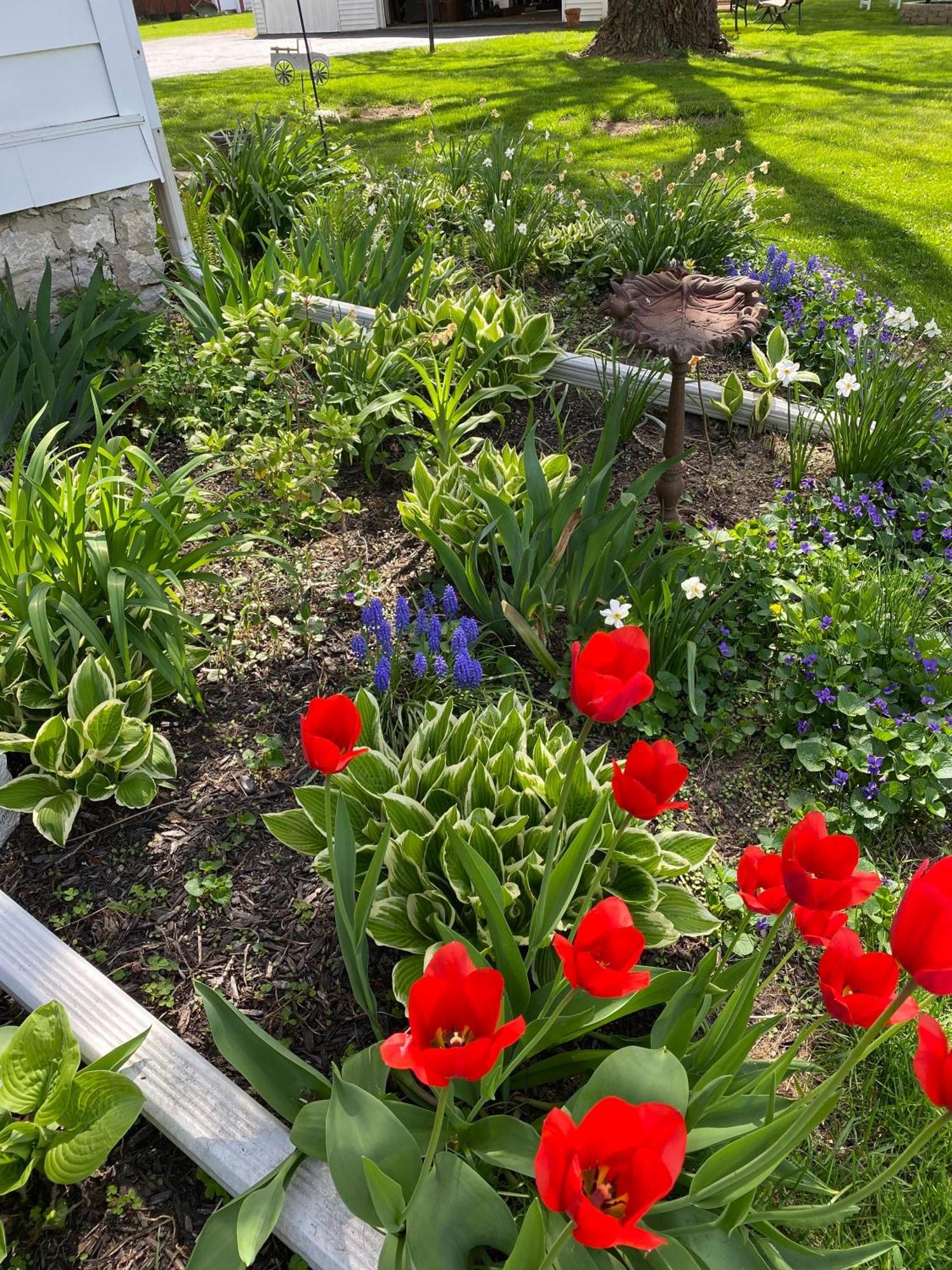 The Vine Bed & Breakfast, Llc Dundee Zewnętrze zdjęcie